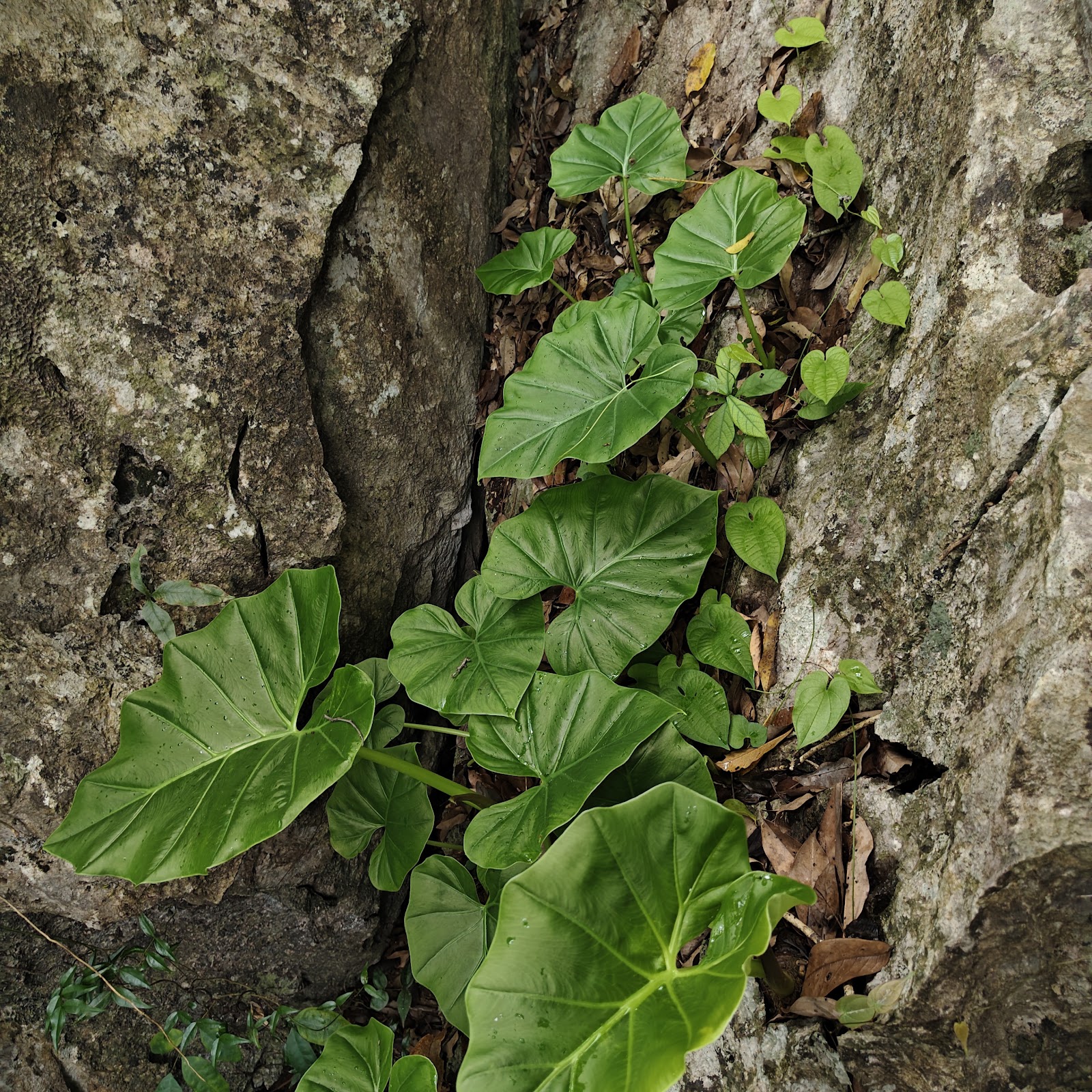 Pak Ou Caves Expedition — photo 4