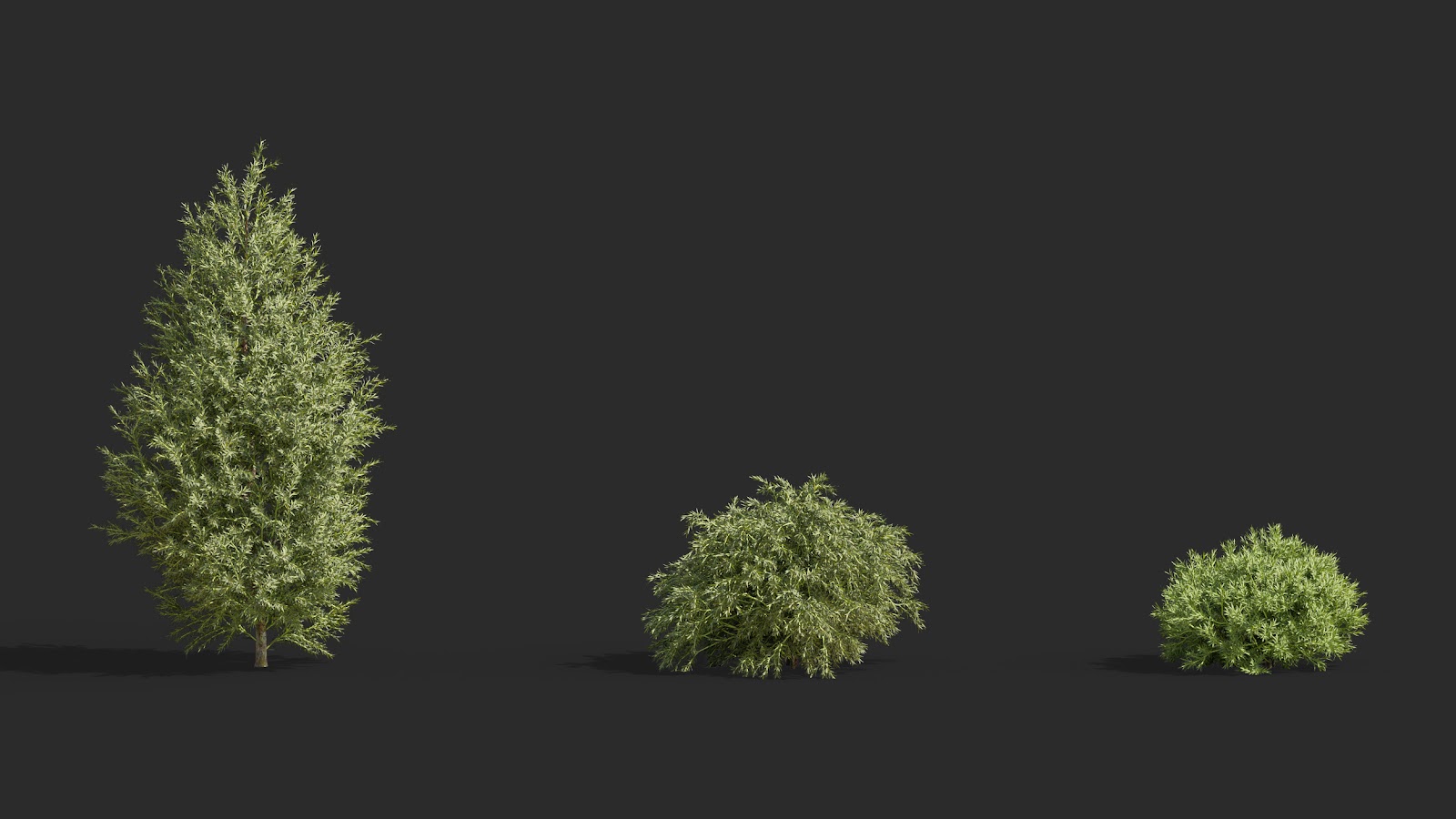 Maxtree - Plant Models Vol.63