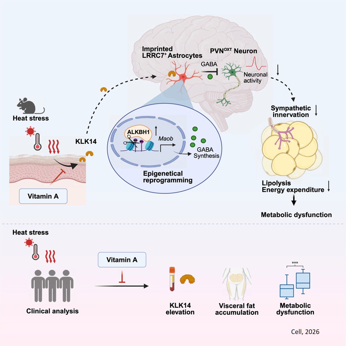A skin-hypothalamus axis couples heat stress and metabolic dysfunction
