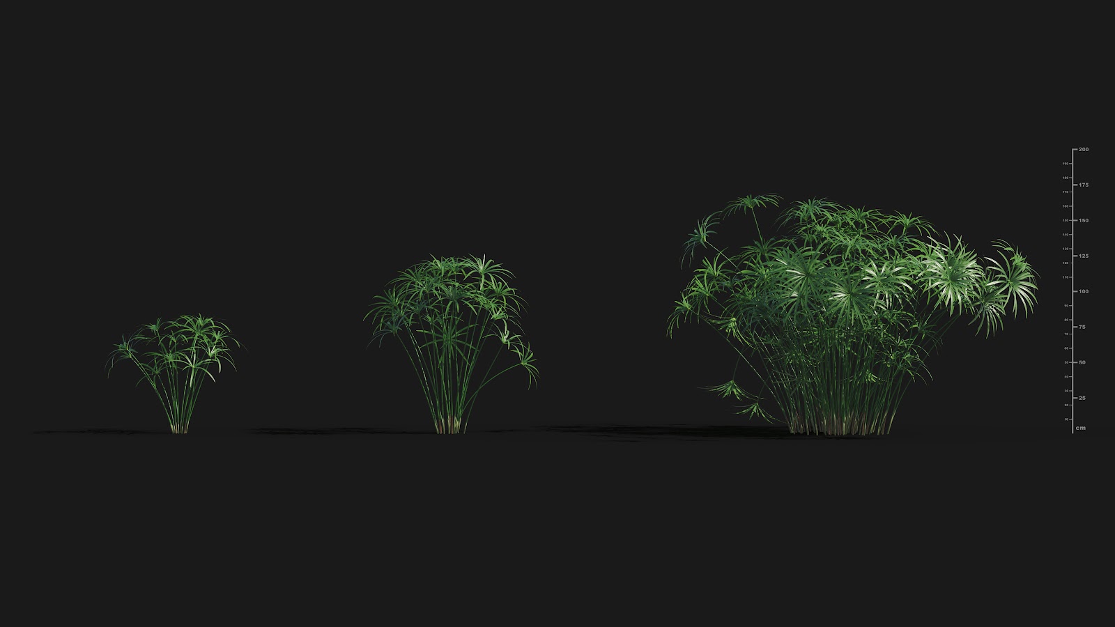 Maxtree - Plant Models Vol.29