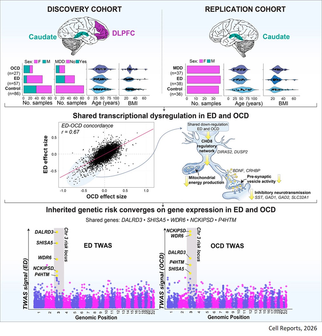 Convergent molecular signatures across eating disorders and obsessive-compulsive disorder in the human brain