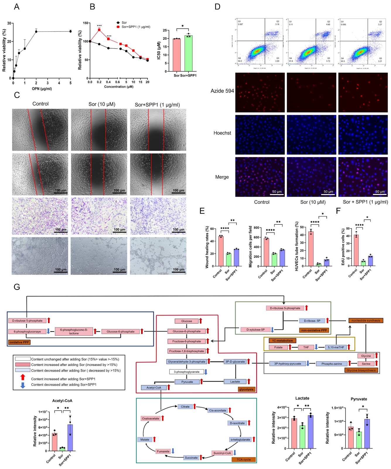 SPP1 facilitates sorafenib resistance in hepatocellular carcinoma by upregulating aerobic glycolysis in endothelial cells