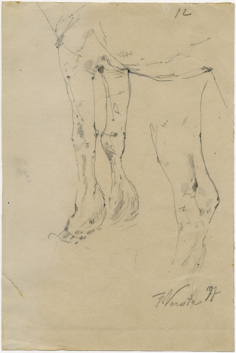 Cows paws 1877