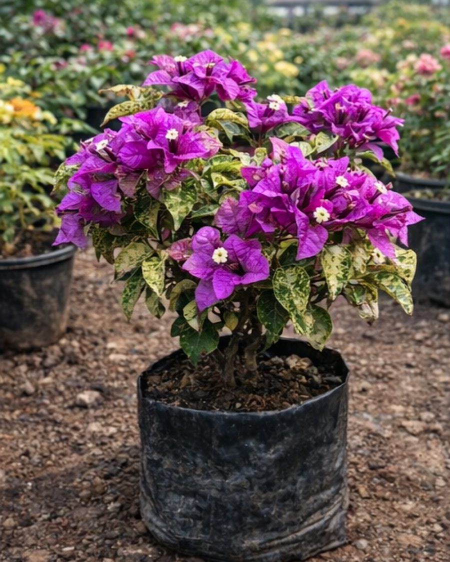 Imported Maria Menando Bougainvillea Plant — view 1