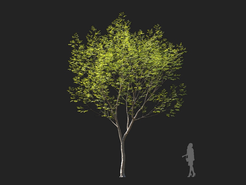 Maxtree - Plant Models Vol.114