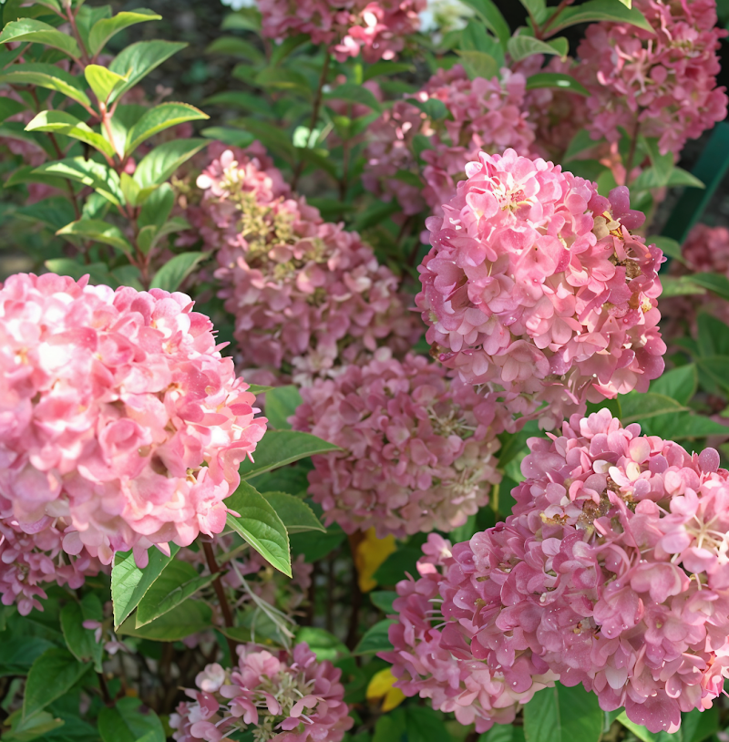 Hydrangea paniculata 'Pink Lady' in piena fioritura, colori dal bianco al rosa tenue