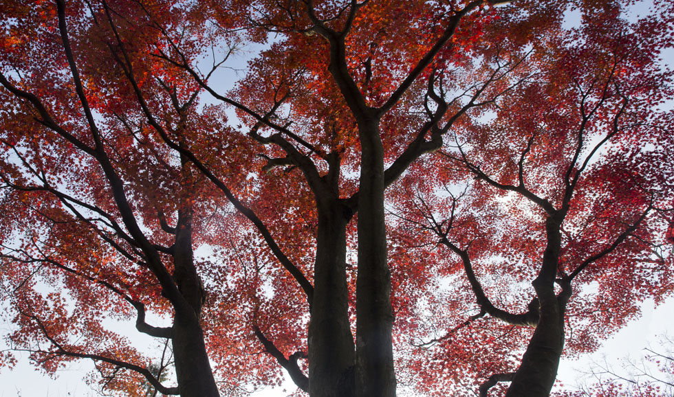 紅葉(モモジ)