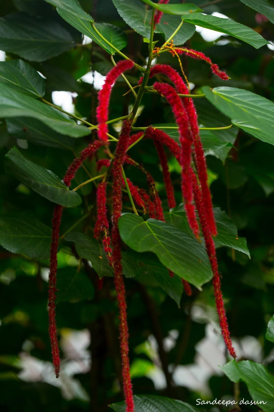 Nature Photo 11