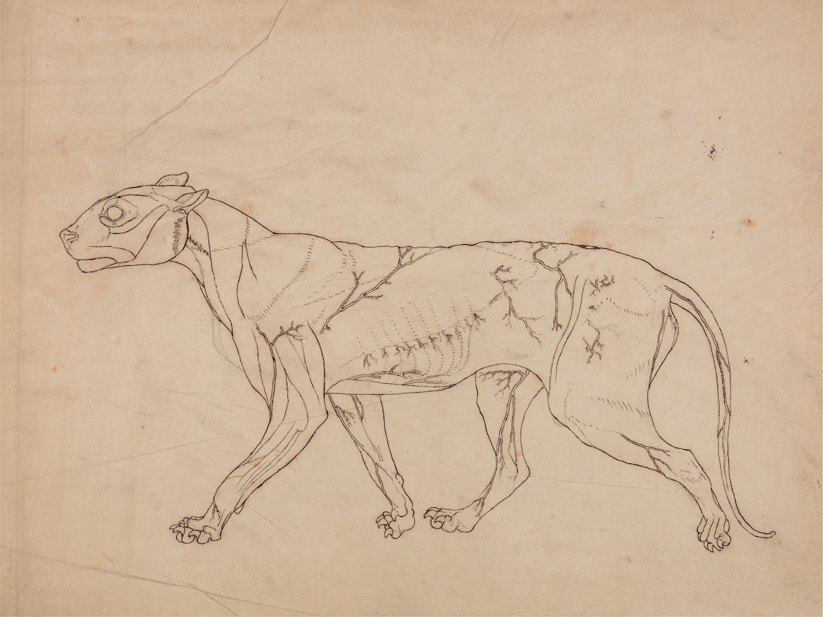 Tiger Body Lateral View 1795 to 1806