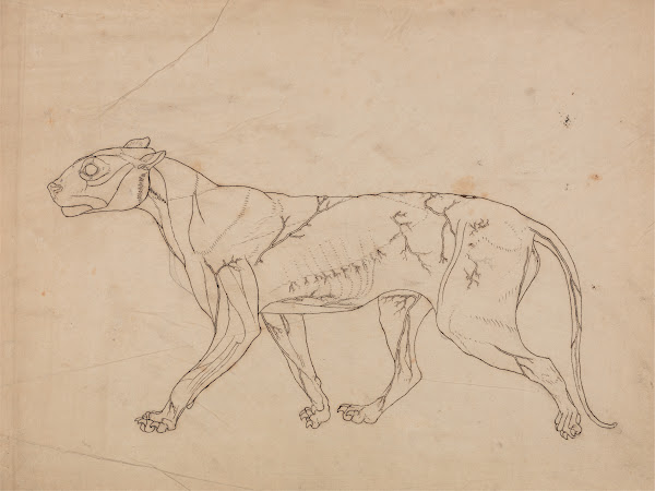 Tiger Body Lateral View 1795 to 1806