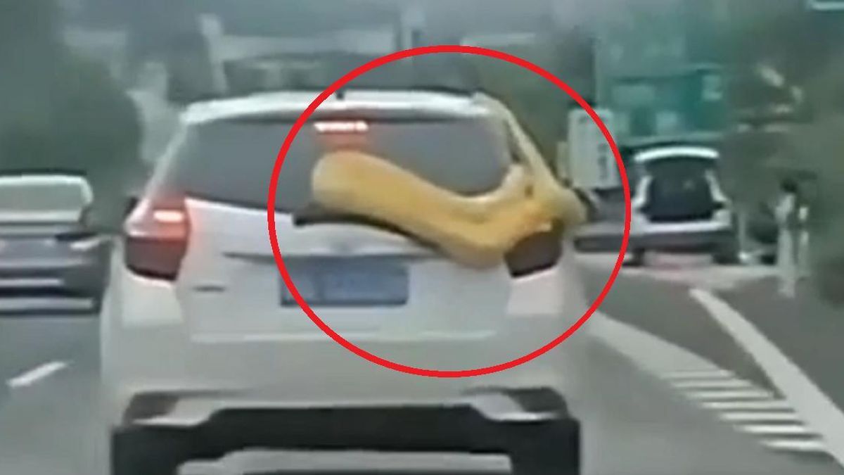 Đang lái xe, tài xế bất ngờ phát hiện con trăn 'khổng lồ' 3 mét bám chặt ô tô - Tạp chí Người Đưa Tin