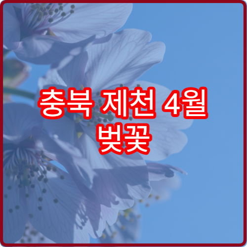 충북 제천 4월 벚꽃 야경 호수 조명 켜지는 정확한 시간