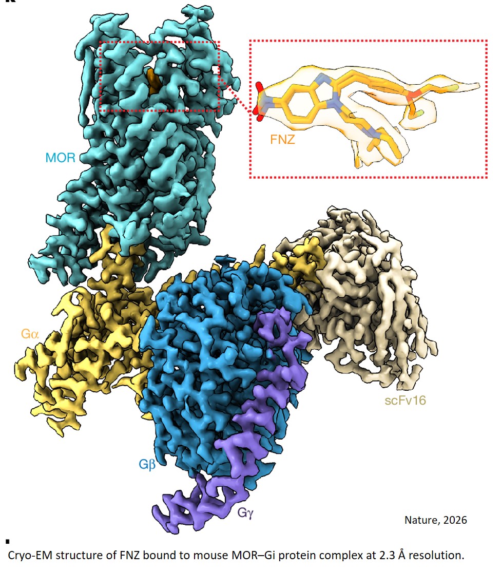 A μ-opioid receptor superagonist analgesic with minimal adverse effects