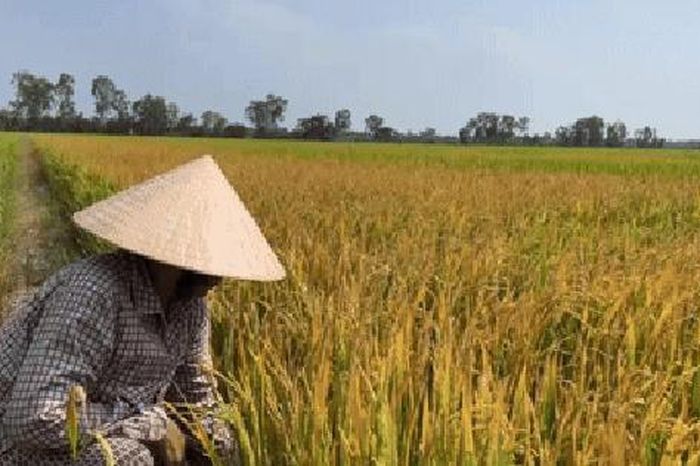 Người phụ nữ ở Đồng Tháp đau đớn bên ruộng lúa nghi bị phá hoại - Báo Người Lao Động