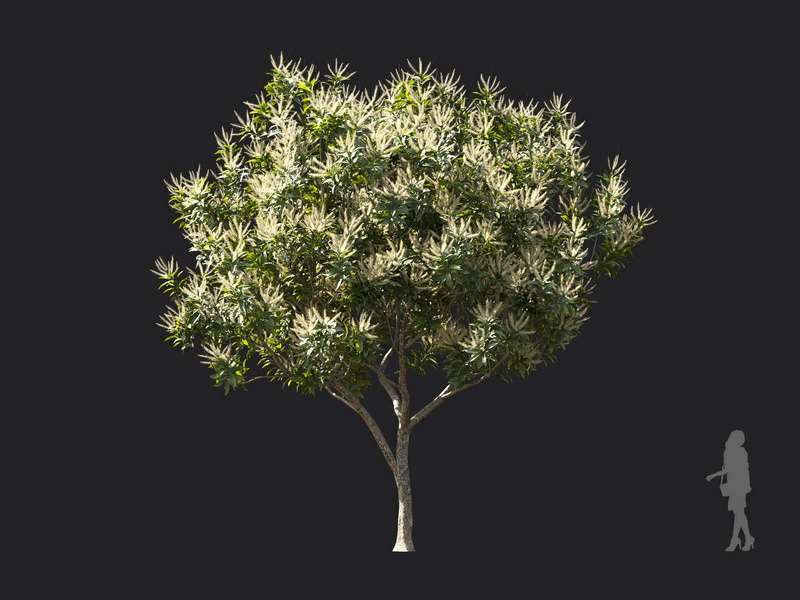Maxtree - Plant Models Vol.119