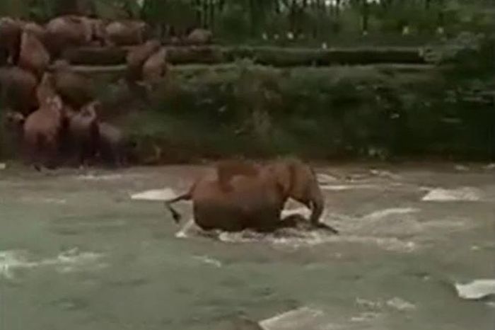 Voi mẹ lao vào dòng nước xiết cứu con bị cuốn trôi và cái kết mỹ mãn - Tạp chí Doanh Nghiệp Việt Nam
