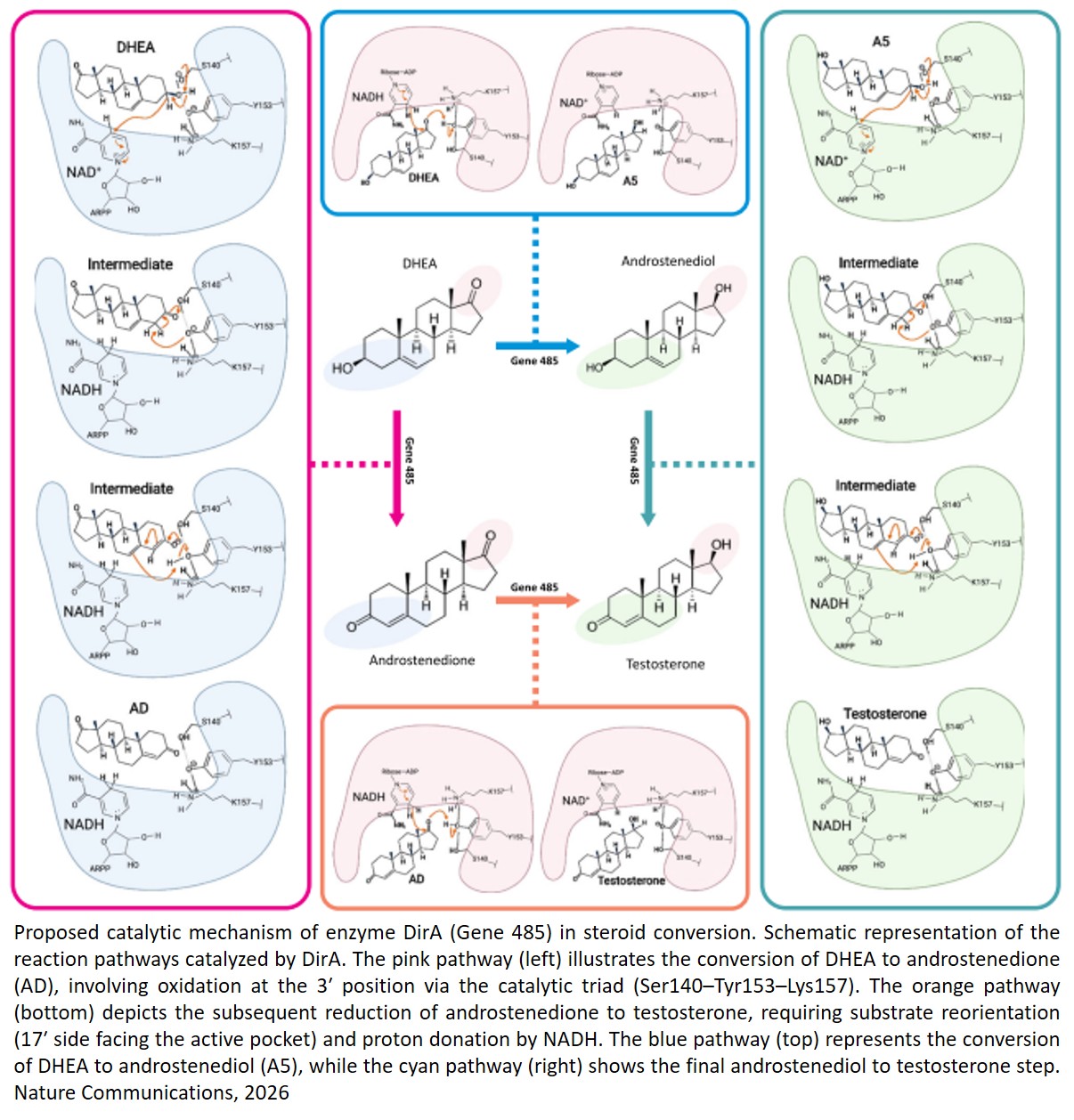 The urinary pathobiont Actinobaculum massiliense can generate androgens via the dirAB pathway