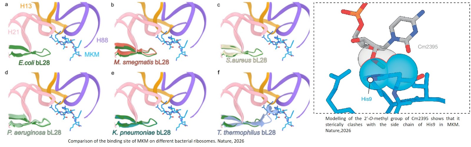 A natural depsipeptide antibiotic binds the E-site of the bacterial ribosome