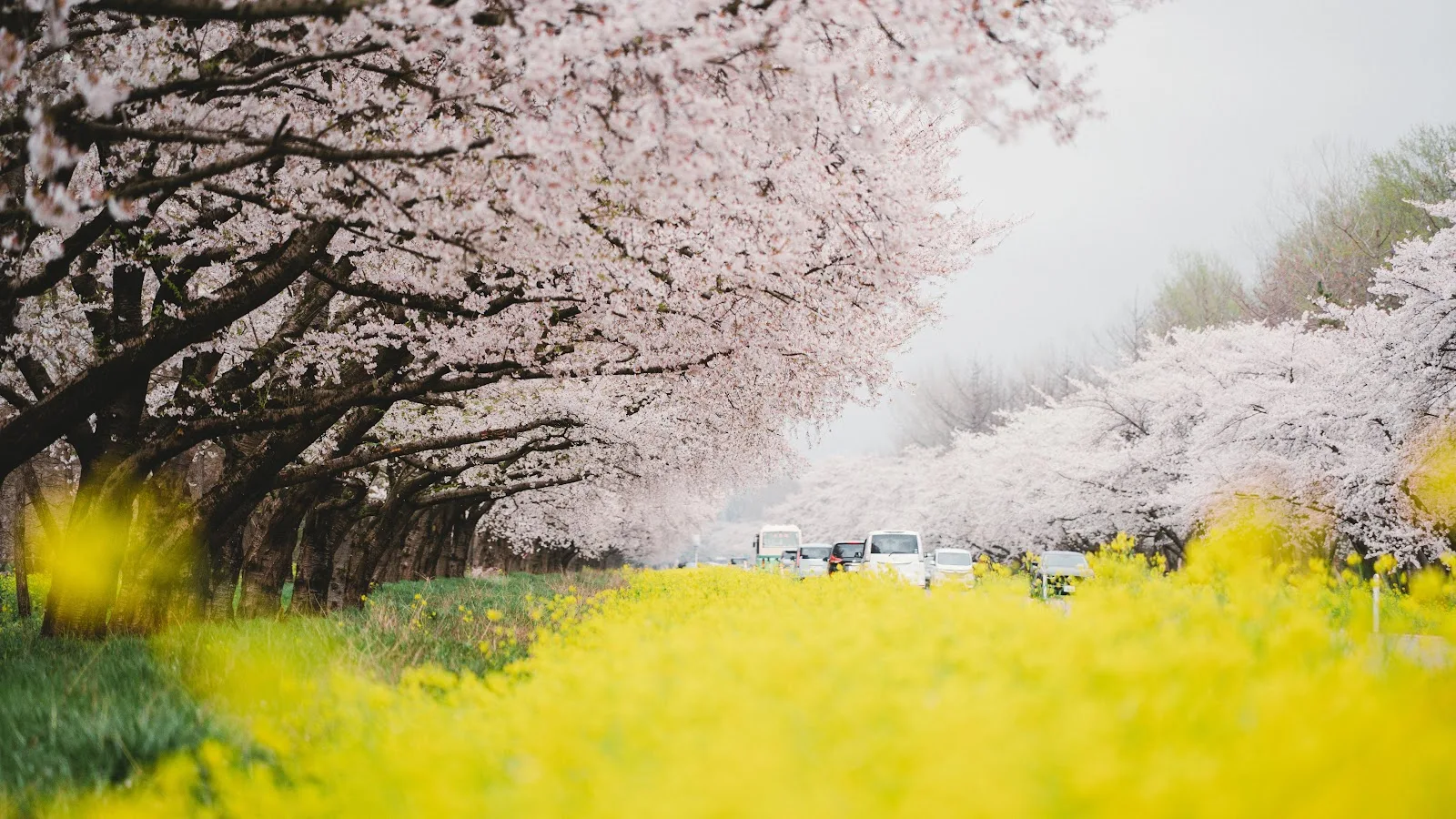 Cherry Blossoms and Rapeseed Field - Landscape Photography 5K Wallpaper (5120x2880)