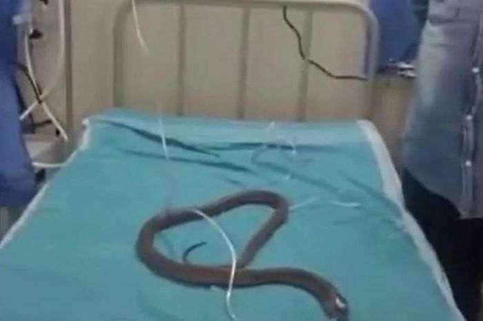 Rắn hổ mang ngất lịm vì hóa chất, được cứu sống khi đưa vào viện thở oxy - Tạp chí Doanh Nghiệp Việt Nam