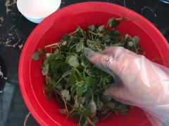 Cho rau càng cua vào thau lớn, rưới nước sốt chanh đường vào, trộn thât đều. Sau đó cho cá mòi hộp vào trộn thât đều. Trứng cắt làm 4. Cho rau càng cua trộn ra dĩa, xếp trứng gà lên trên, rắc đậu phộng rang lên trên là xong rồi đó.