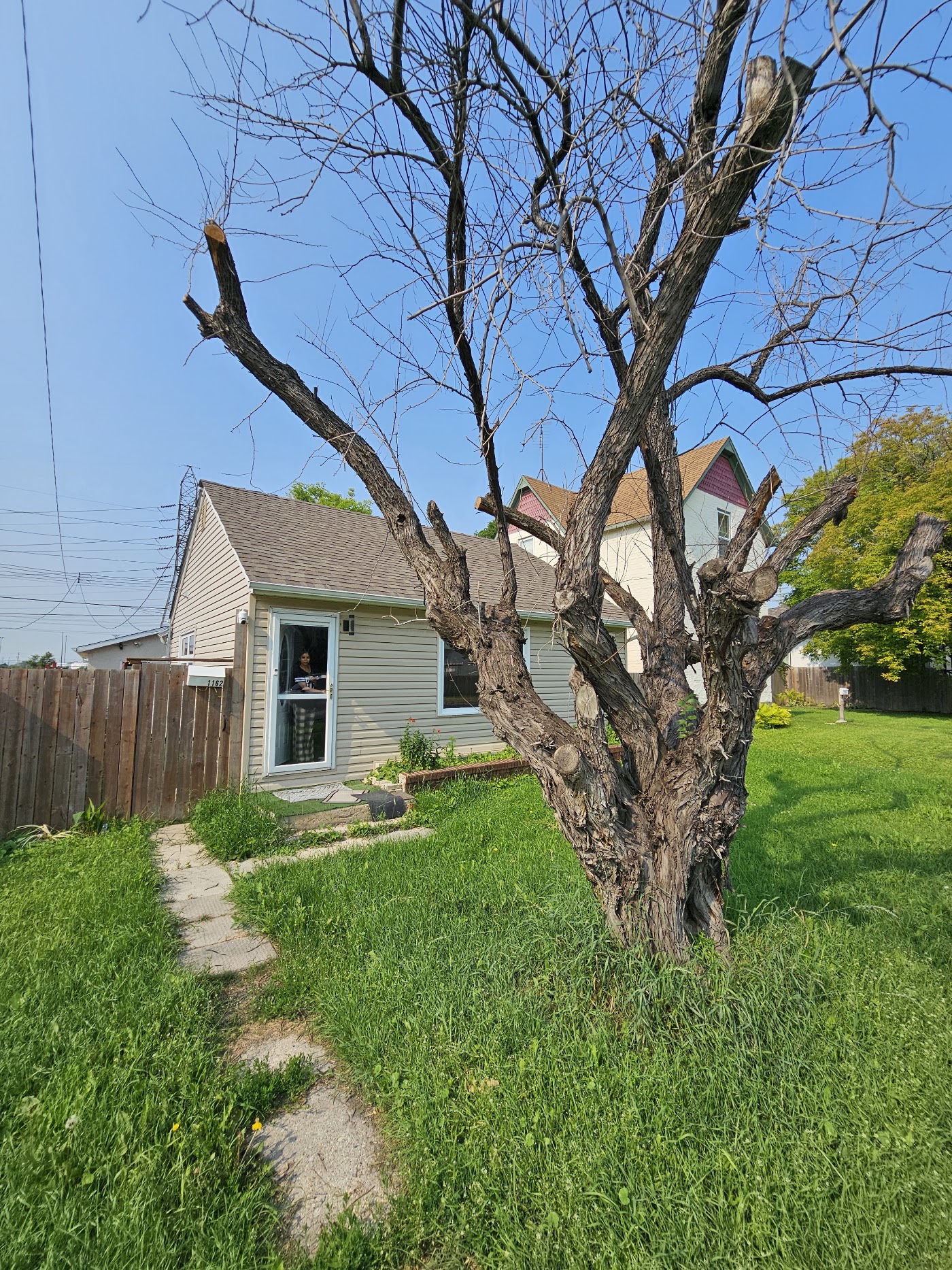 Where the tree stood