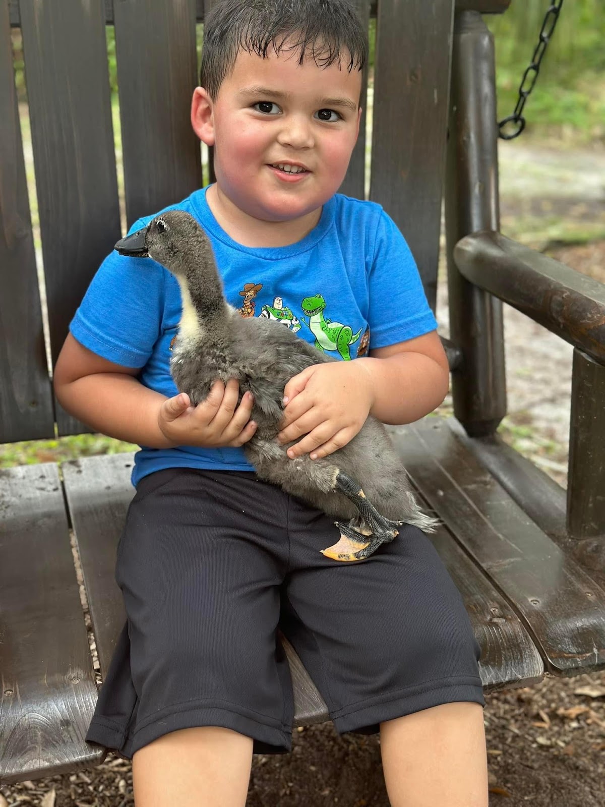 Blue Swedish Duckling