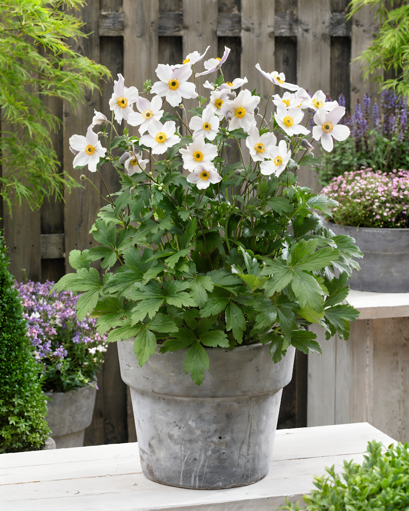 Anemone Wild Swan con eleganti fiori bianchi e retro viola in un giardino ombreggiato