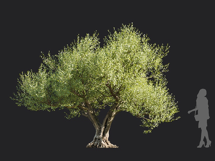 Maxtree - Plant Models Vol.113