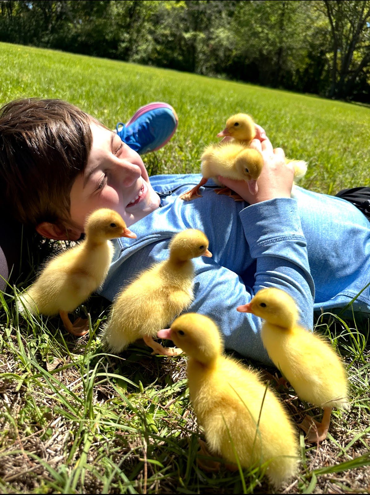 Jumbo Pekin Duckling