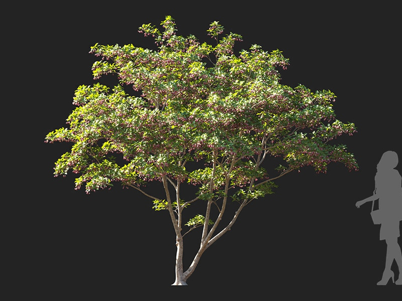 Maxtree - Plant Models Vol.122