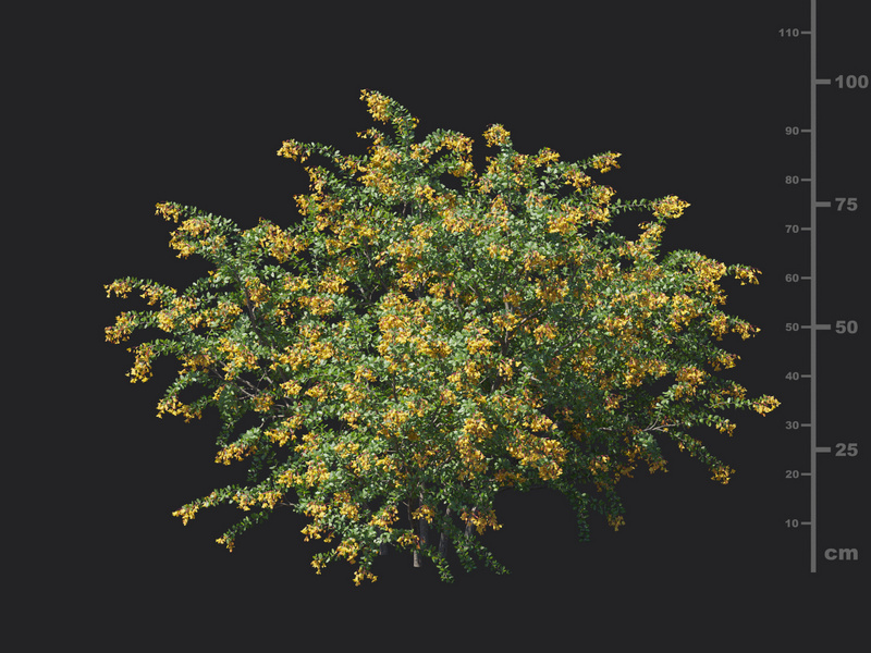Maxtree - Plant Models Vol.129