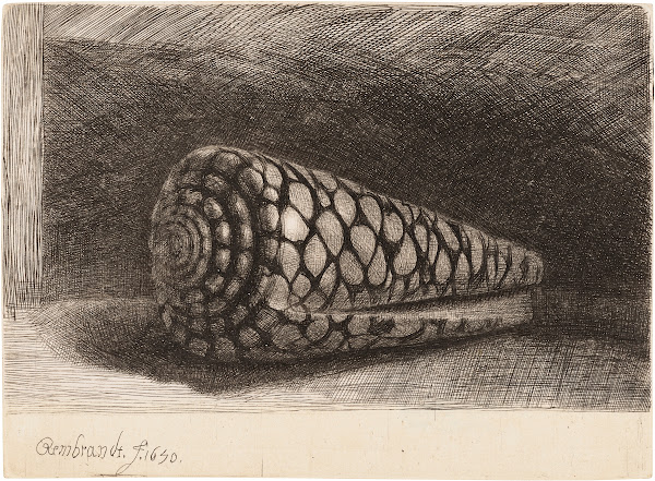 The Shell Conus Marmoreus 1650