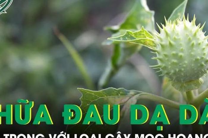 Cà độc dược chữa đau dạ dày, nhưng coi chừng 'con dao hai lưỡi' - Báo Sức Khỏe &amp; Đời Sống