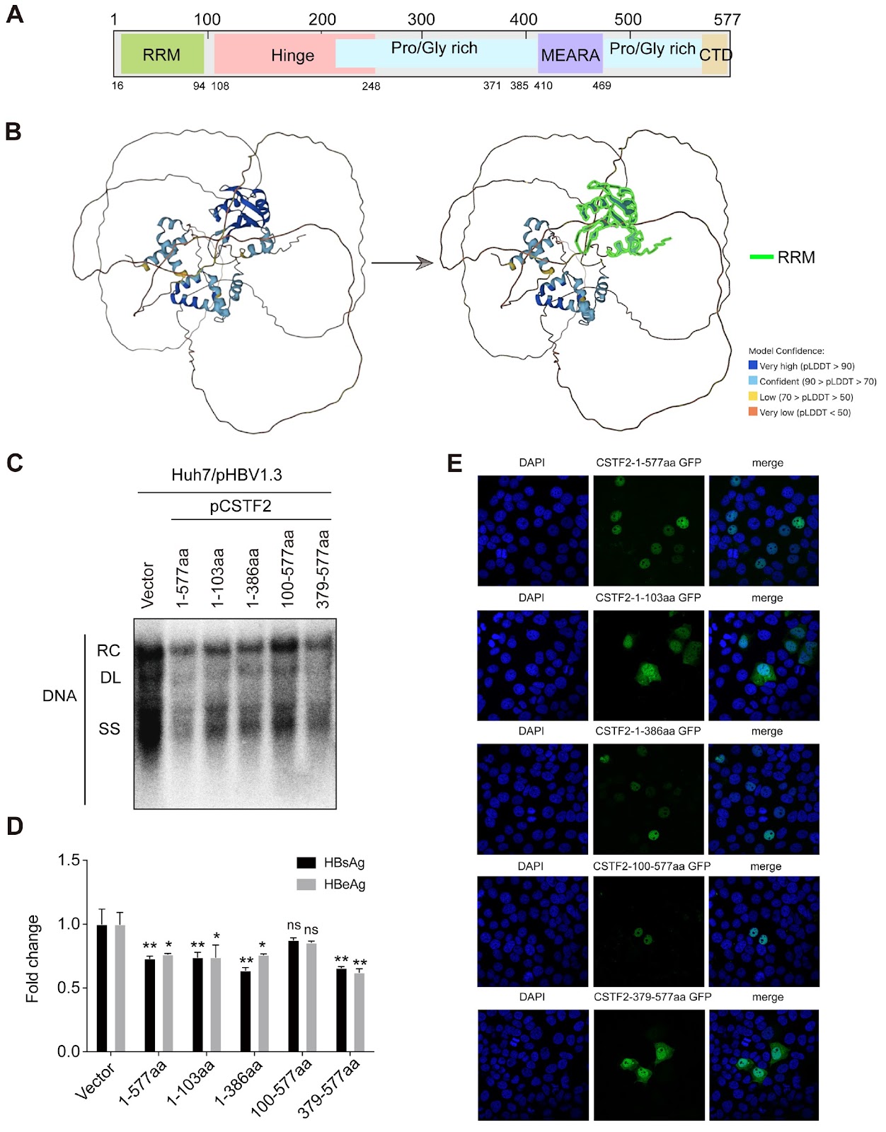 The host gene CSTF2 regulates HBV replication via HBV PRE-induced nuclear export