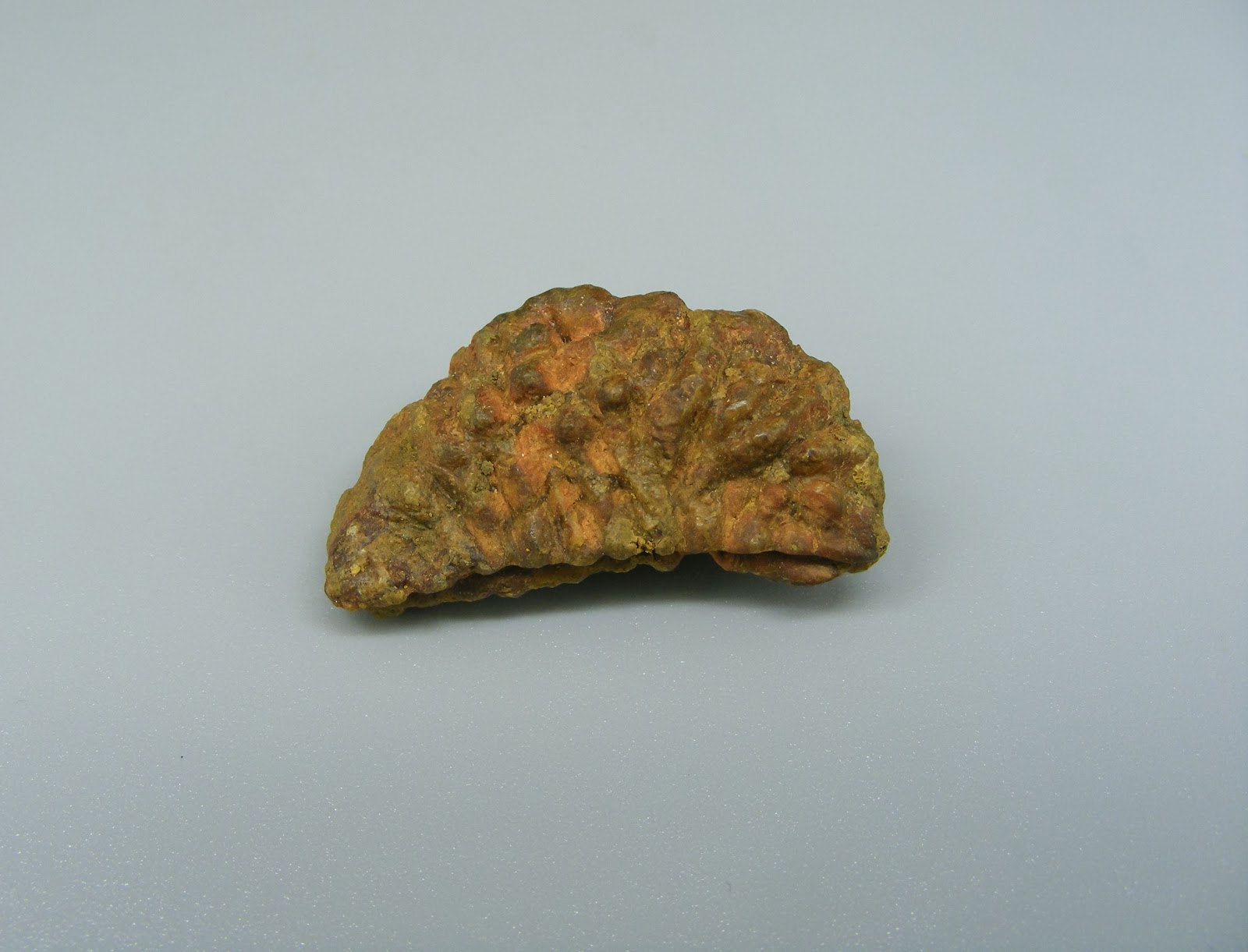 Natural 1 Mukhi (Kaju) Rudraksha