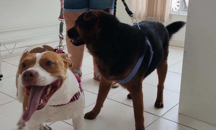 Cachorros