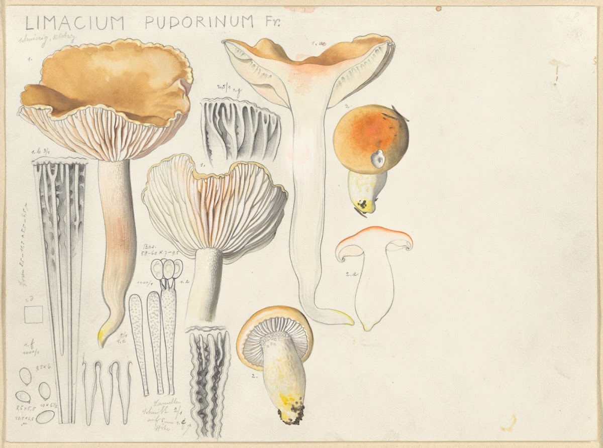 Limacium pudorinum Fr 1915 1945