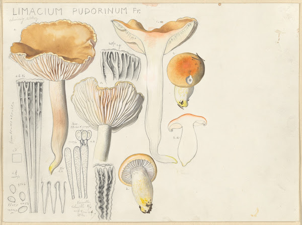 Limacium pudorinum Fr 1915 1945