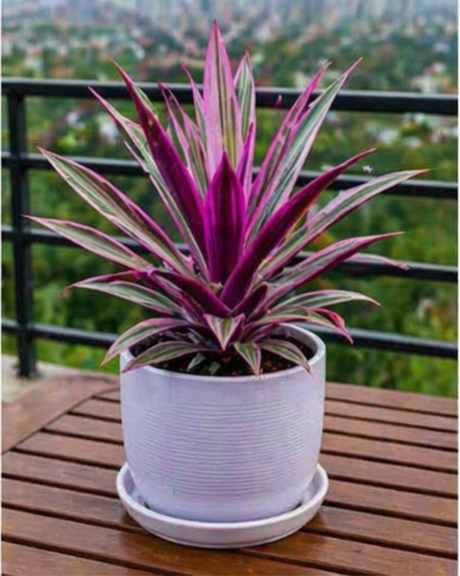 Rhoeo Oyster Plant — view 5