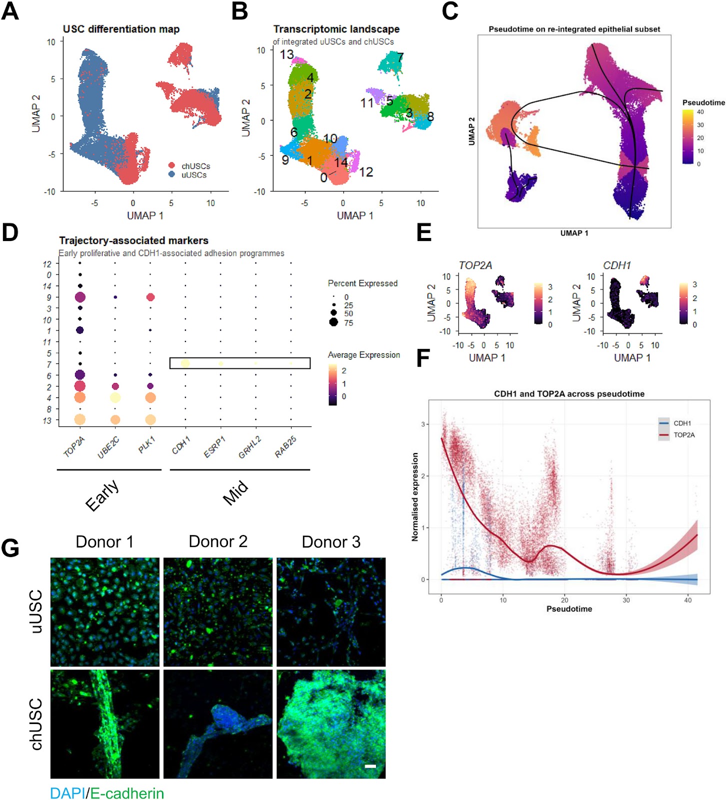 A single-donor proof-of-concept single-cell analysis maps heterogeneous differentiation trajectories toward cartilage-like states in human urine-derived stem cells