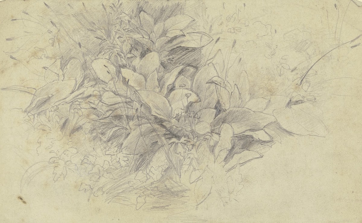 Study of plants