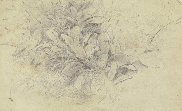Study of plants