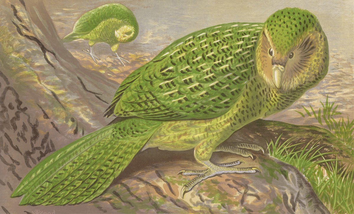 New Zealand Owl Parrot 1871