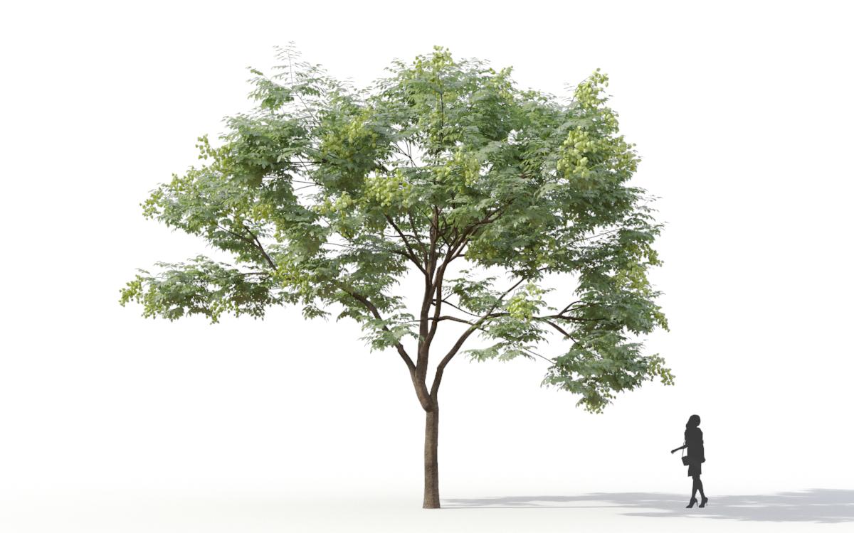 Maxtree - Plant Models Vol.11