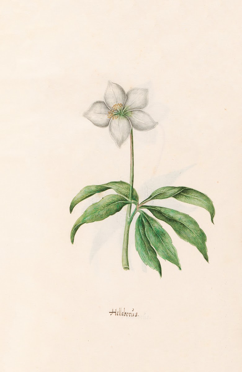 Helleborüs 1692