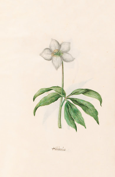 Helleborüs 1692