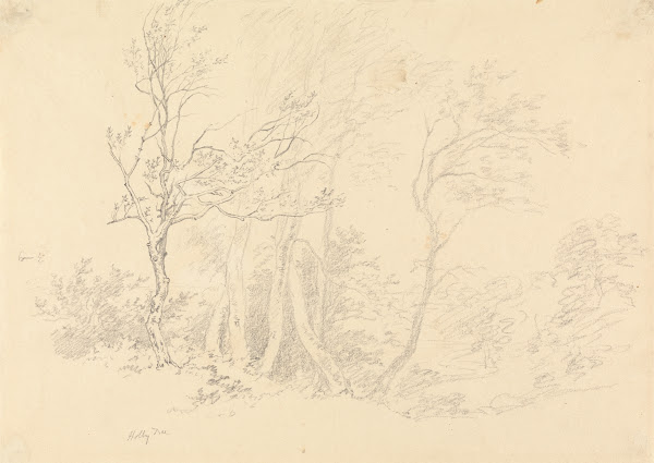 Study of a Holly Tree