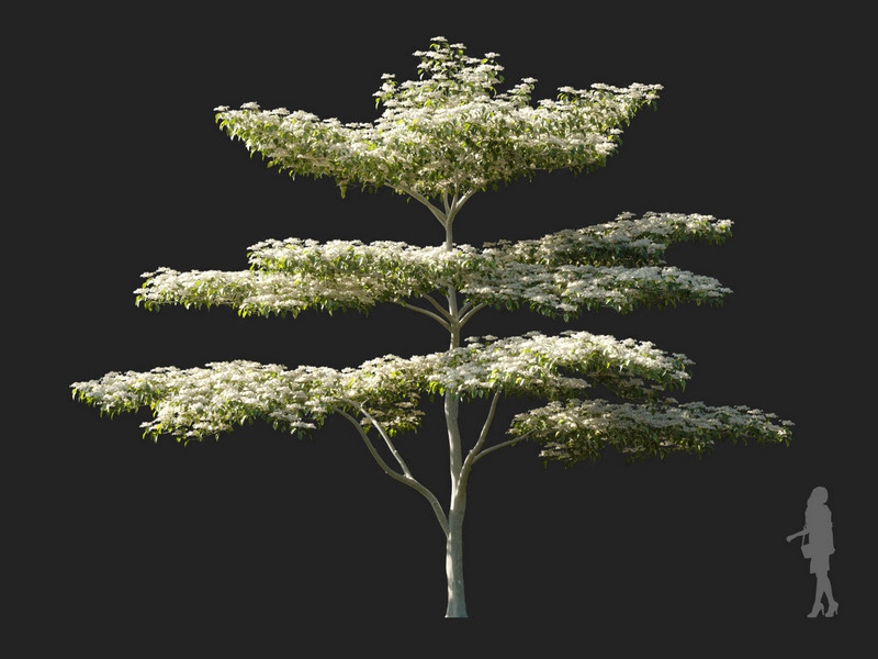 Maxtree - Plant Models Vol.114