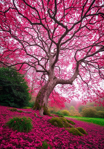 Vibrant Gnarled Tree, Pink Foliage